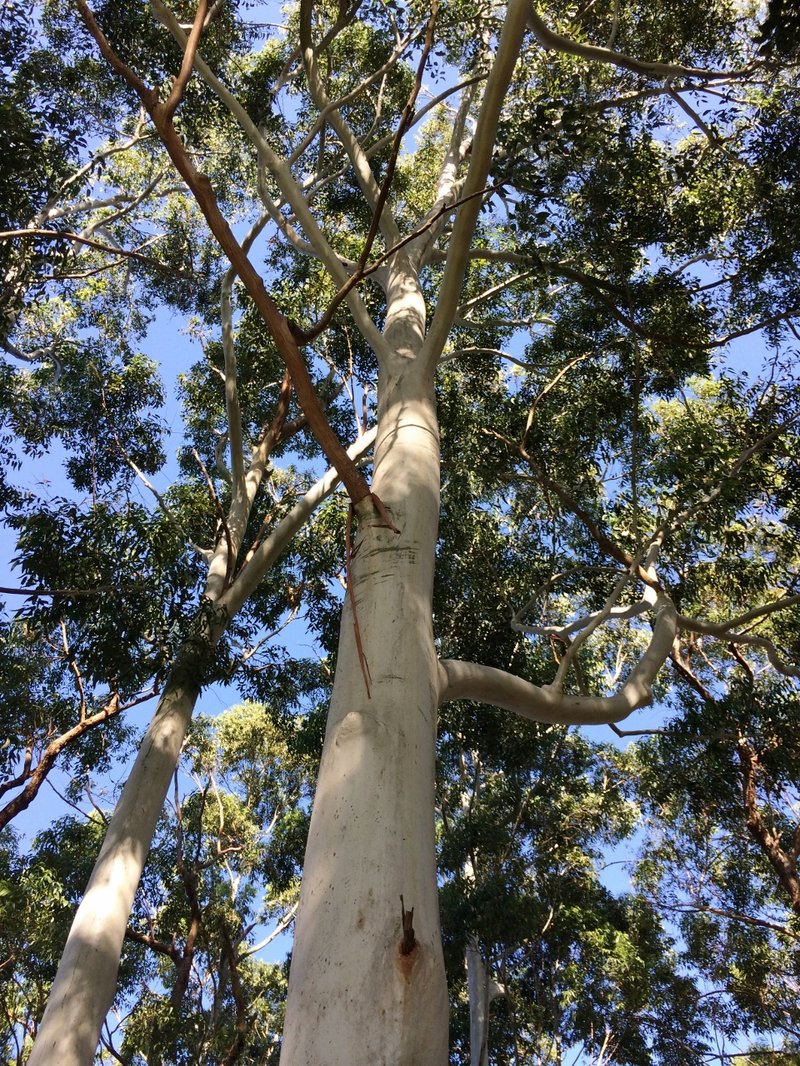 Sydney Bluegum photo 3