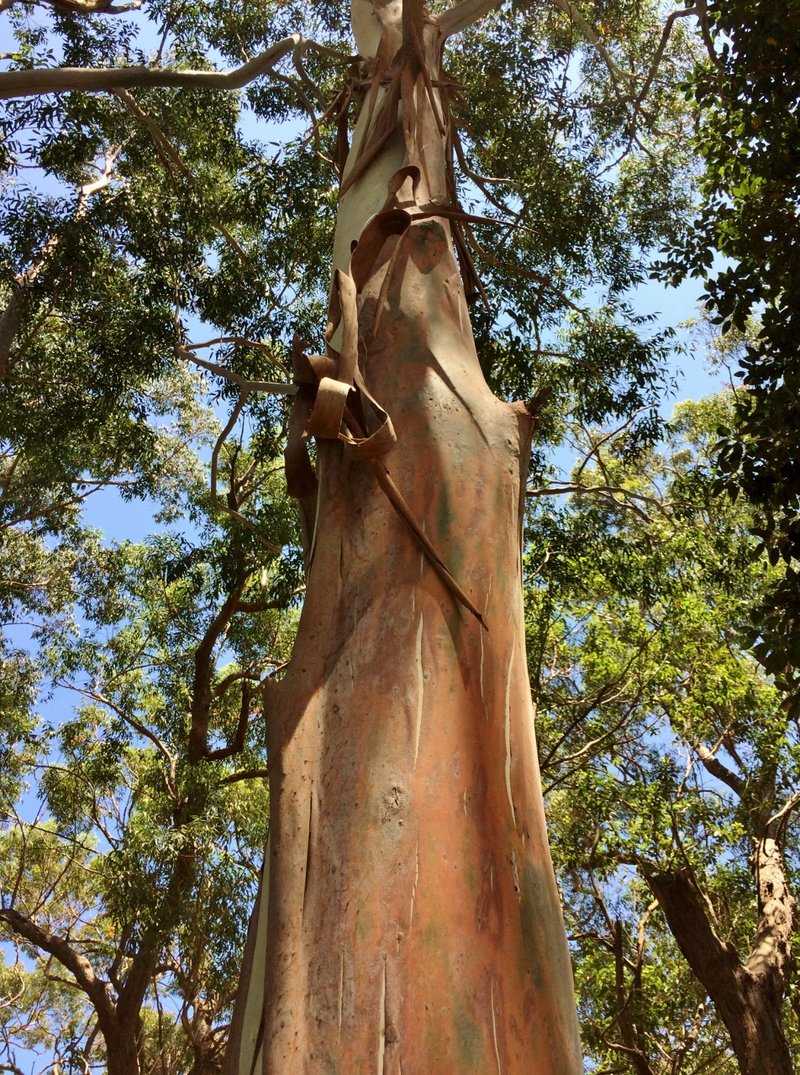 Sydney Bluegum photo 4