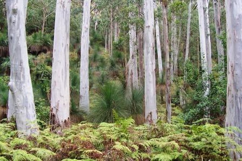 Sydney Bluegum