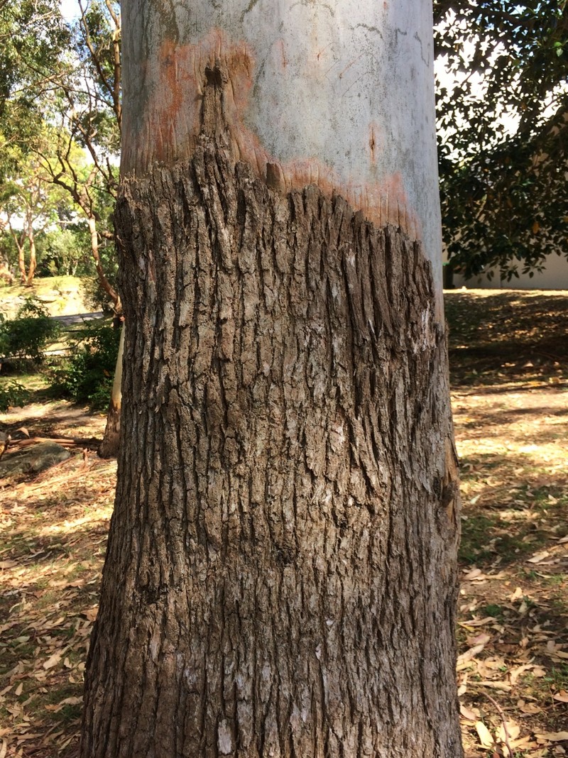 Sydney Bluegum photo 7