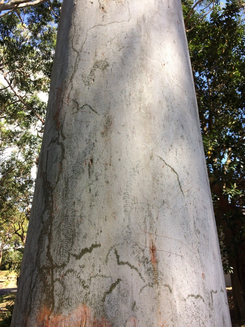 Sydney Bluegum photo 8