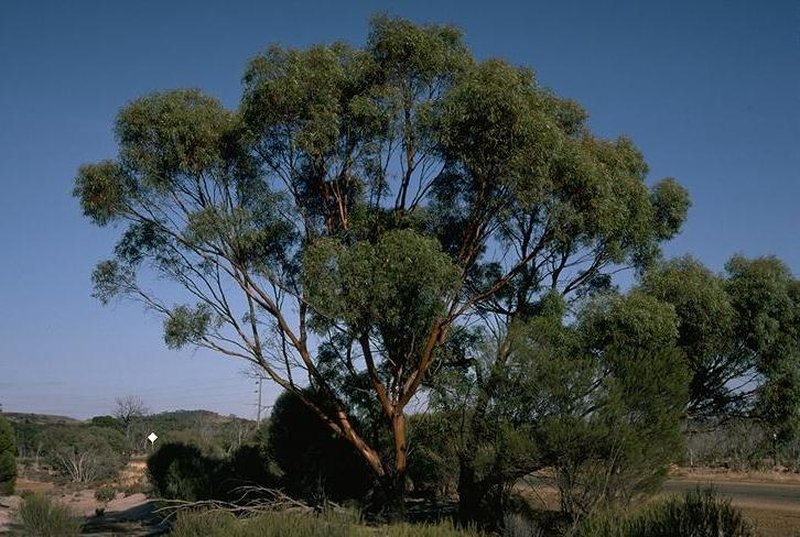 Eucalyptus