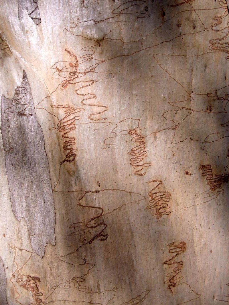 Eucalyptus sclerophylla