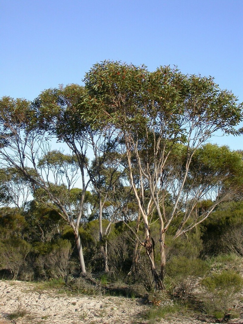 Eucalyptus scyphata