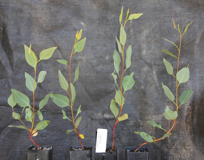 Eucalyptus scyphata photo 2