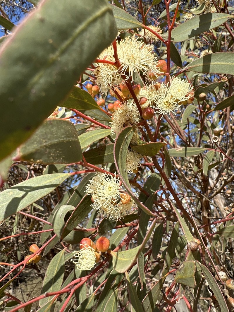 Eucalyptus scyphata photo 3