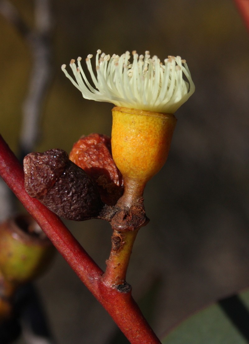 Eucalyptus scyphata photo 4