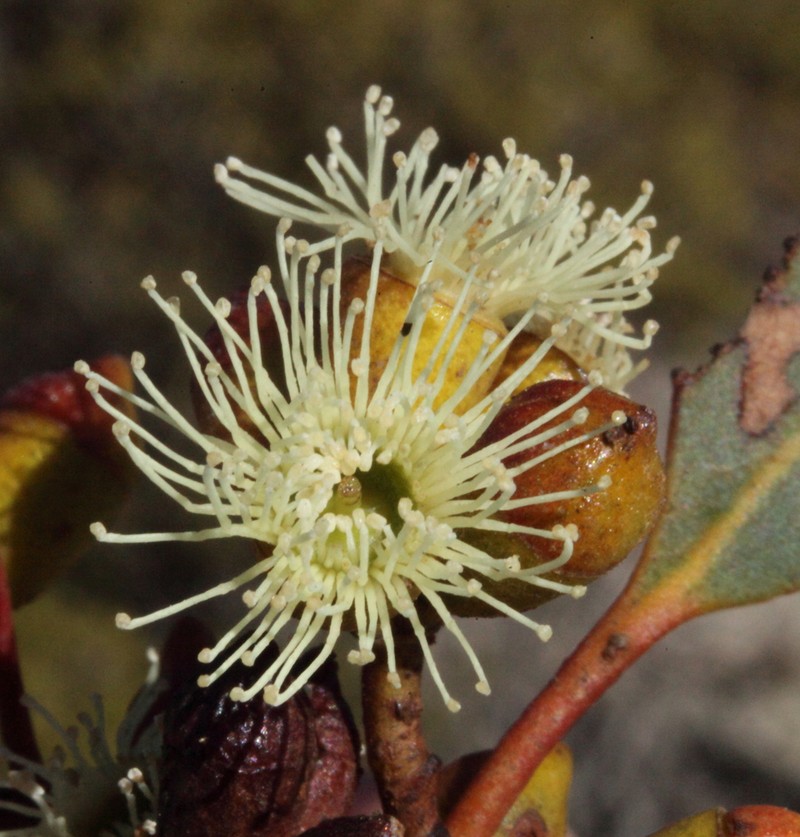 Eucalyptus scyphata photo 5