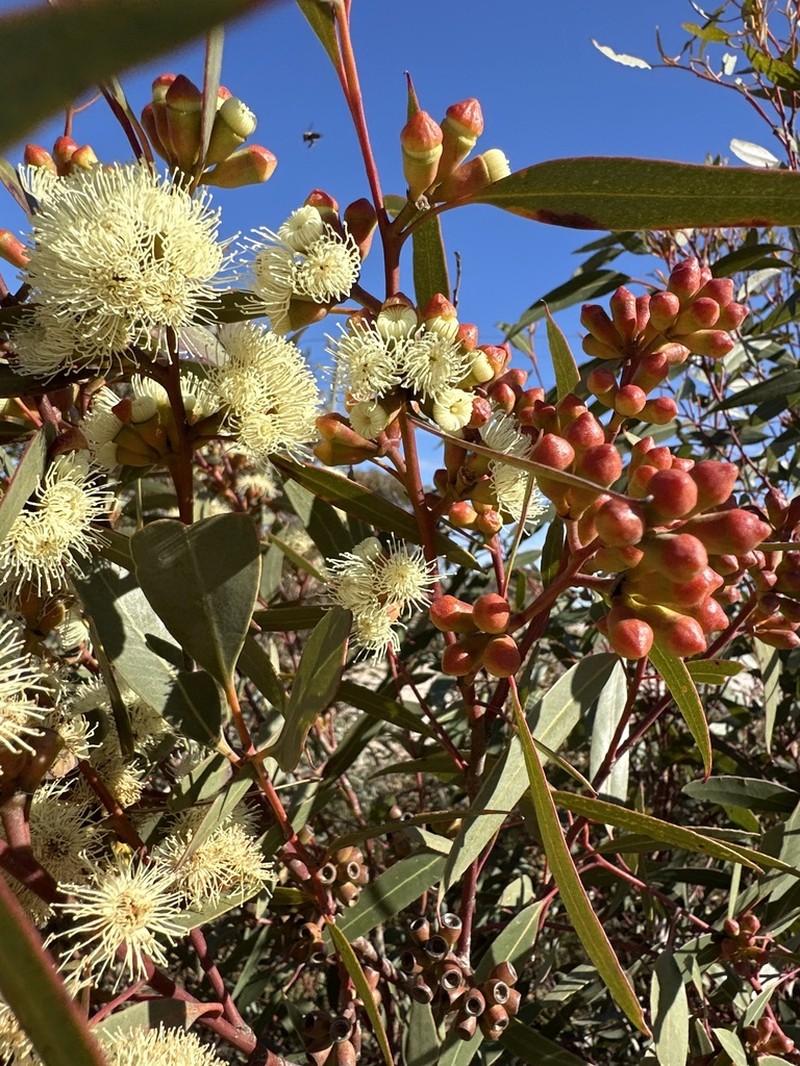 Eucalyptus scyphata photo 6