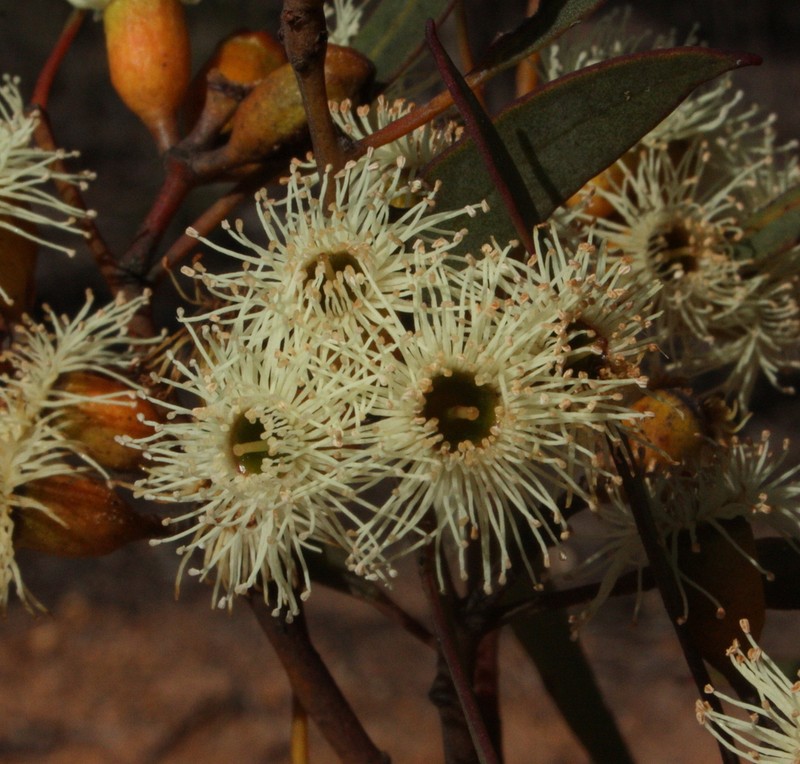 Eucalyptus scyphata photo 7