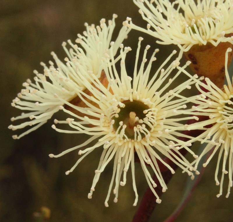 Eucalyptus scyphata photo 8