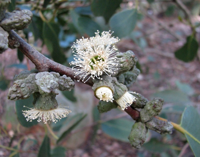 Eucalyptus serraensis subsp. verrucata