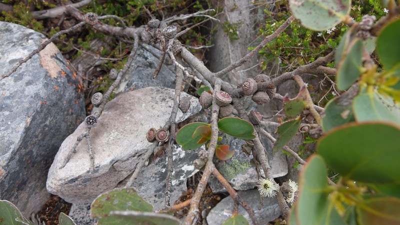 Eucalyptus serraensis subsp. verrucata photo 2