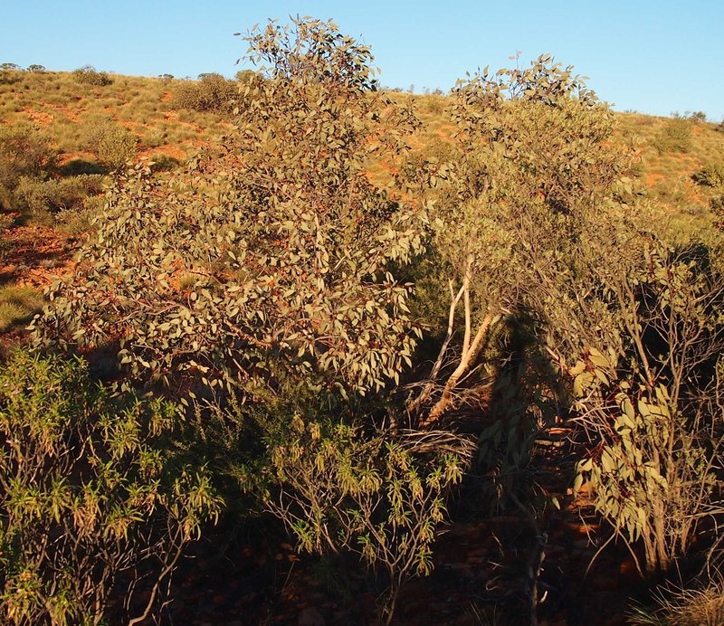 Eucalyptus sessilis