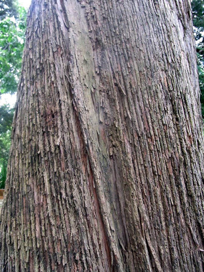 Northern Gray Ironbark