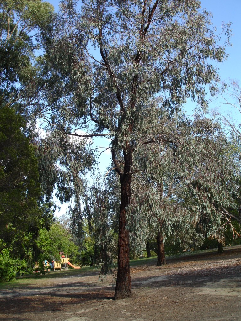 Red Ironbark