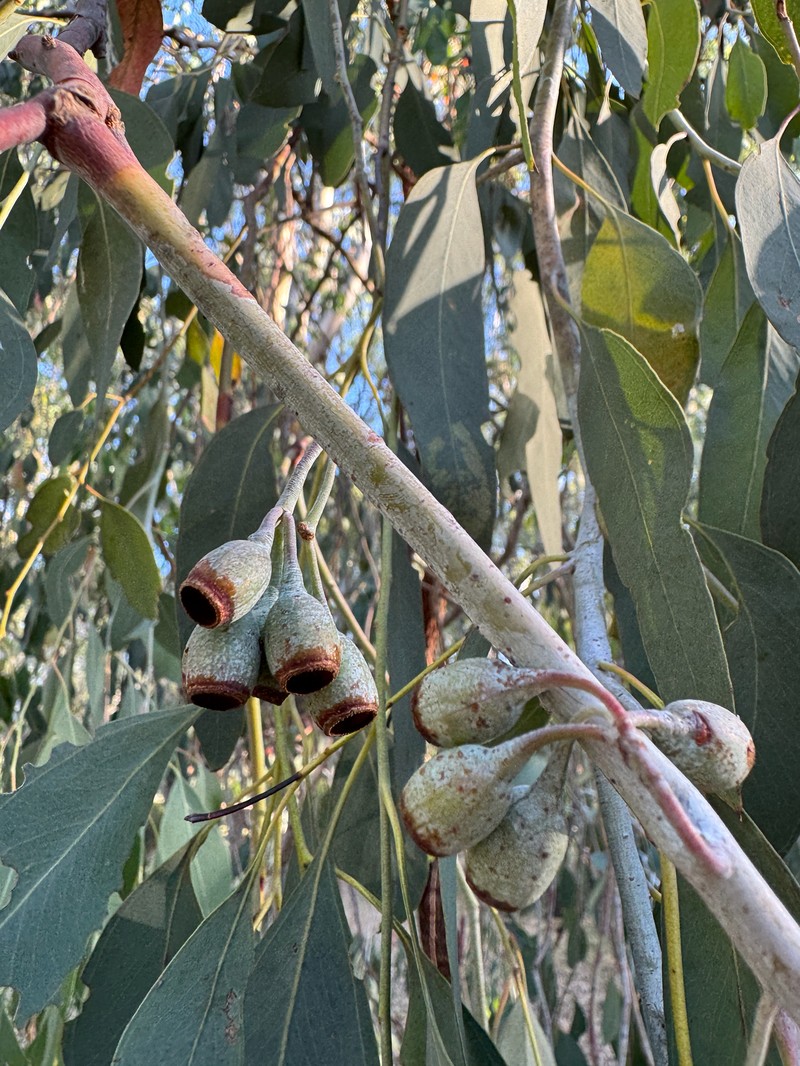 Eucalyptus sideroxylon subsp. sideroxylon