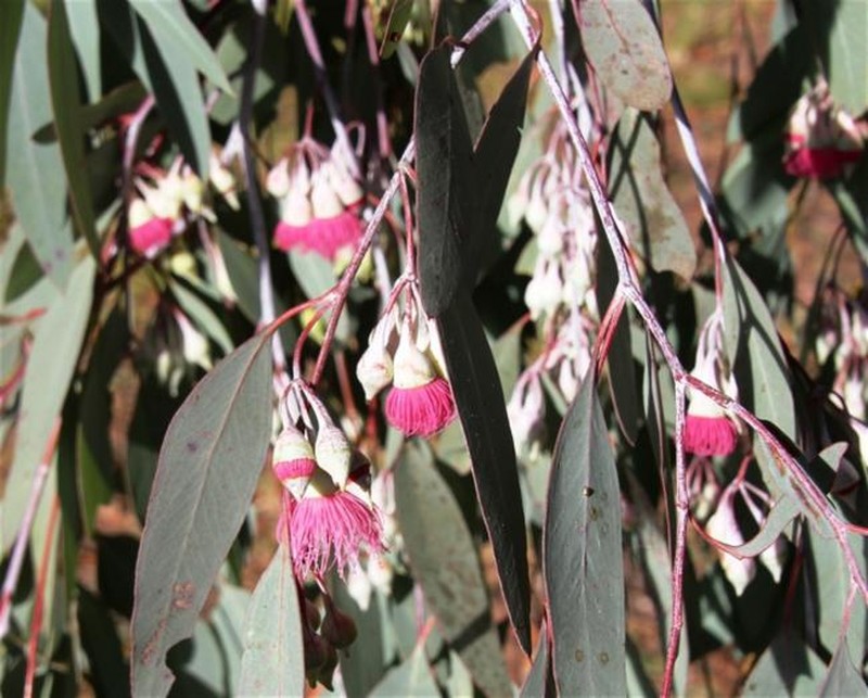 Eucalyptus sideroxylon subsp. sideroxylon photo 2