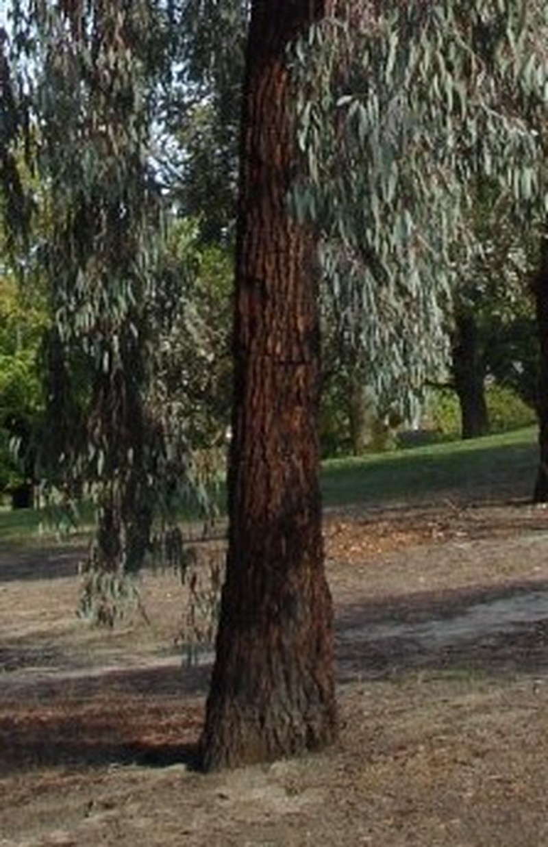 Red Ironbark photo 2