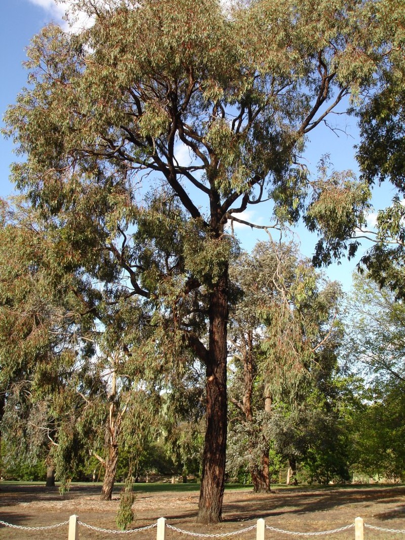 Red Ironbark photo 3