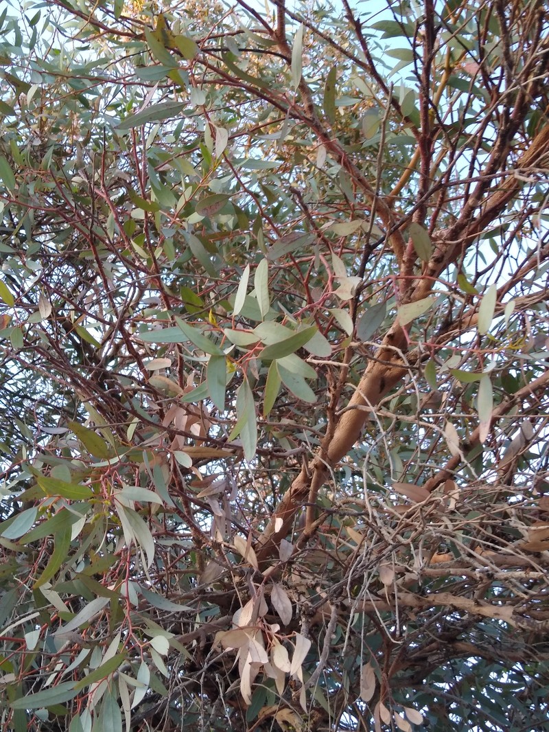 Red Ironbark photo 4