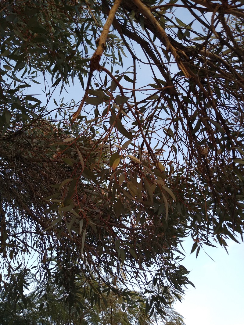 Red Ironbark photo 5