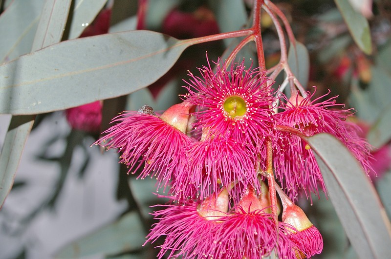 Red Ironbark photo 6