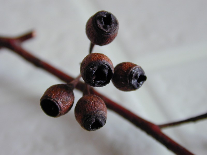 Red Ironbark photo 7