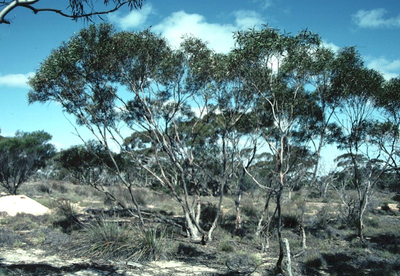 Eucalyptus sinuensis photo 2