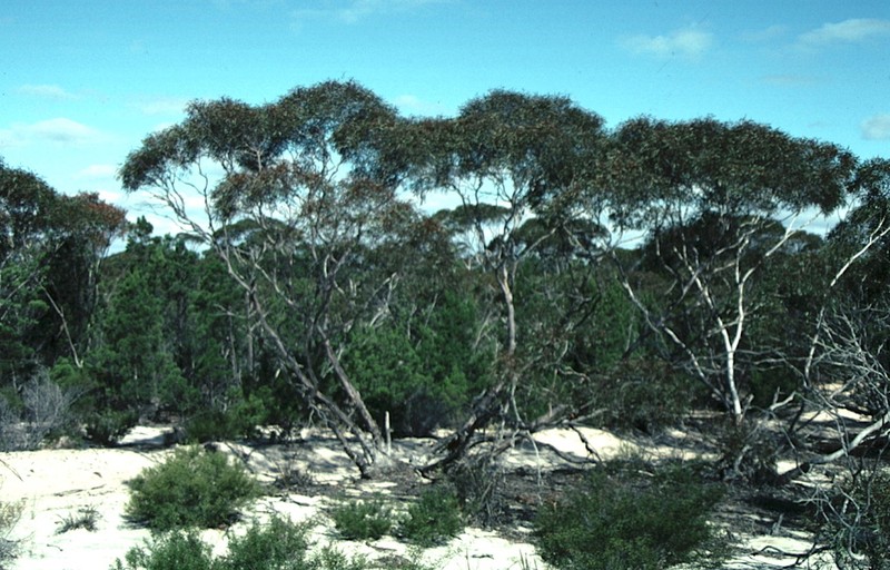 Eucalyptus sinuensis photo 3