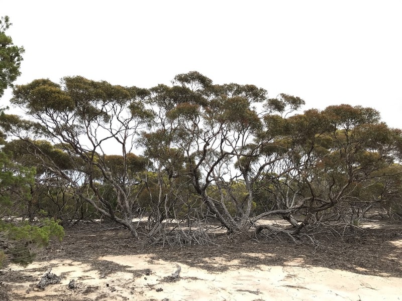 Eucalyptus sinuensis photo 4