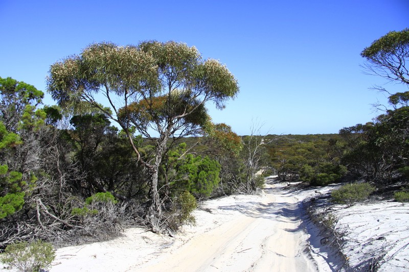 Eucalyptus sinuensis photo 5