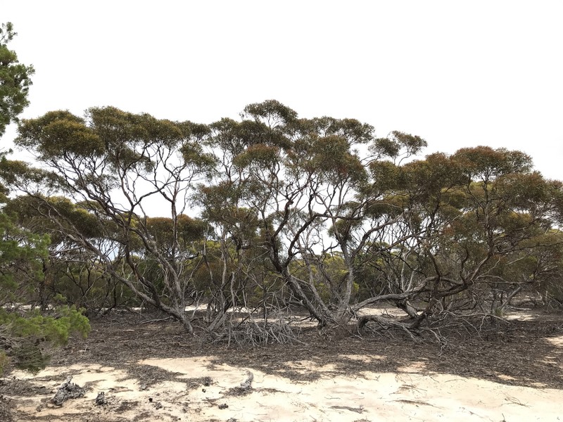 Eucalyptus sinuensis photo 6