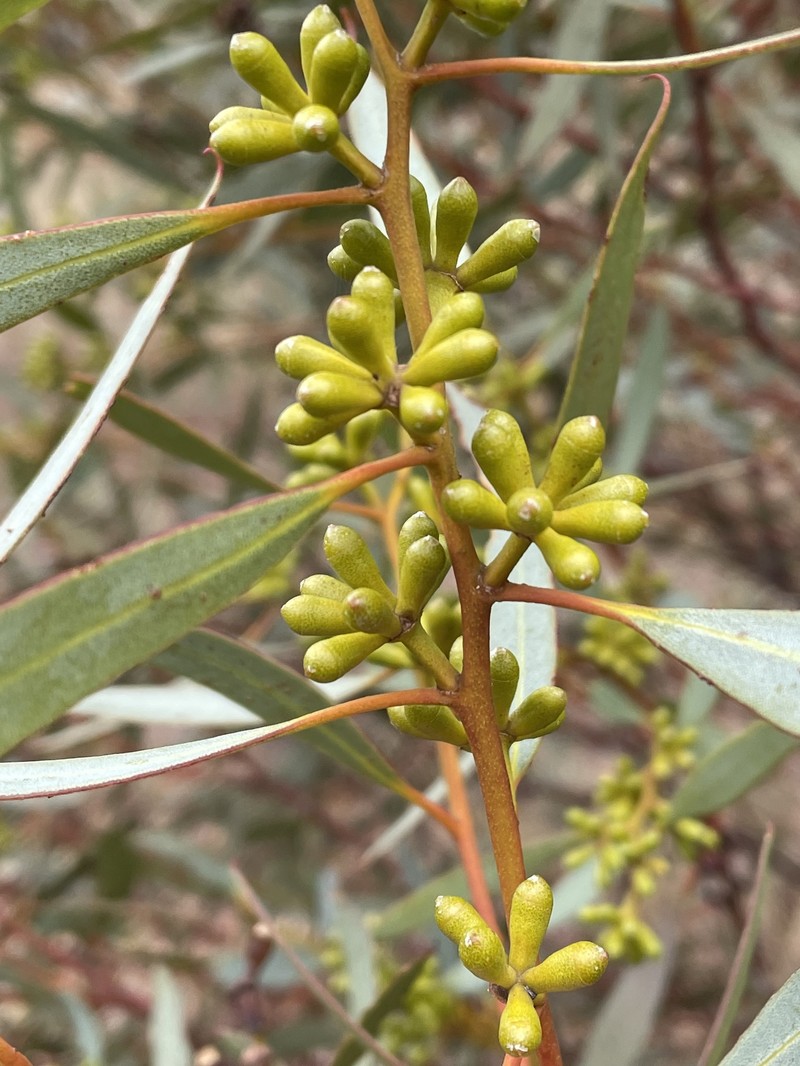 Eucalyptus sinuensis photo 7