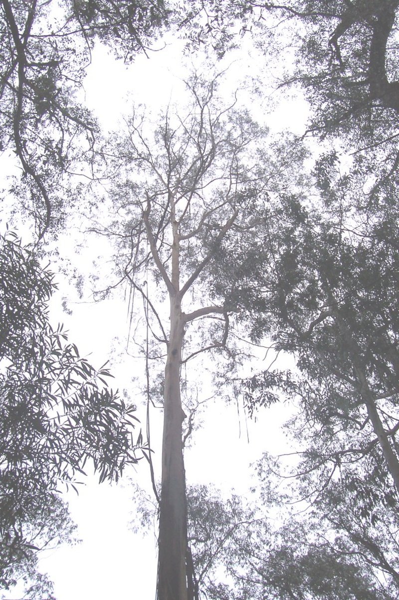 Smith's Eucalyptus