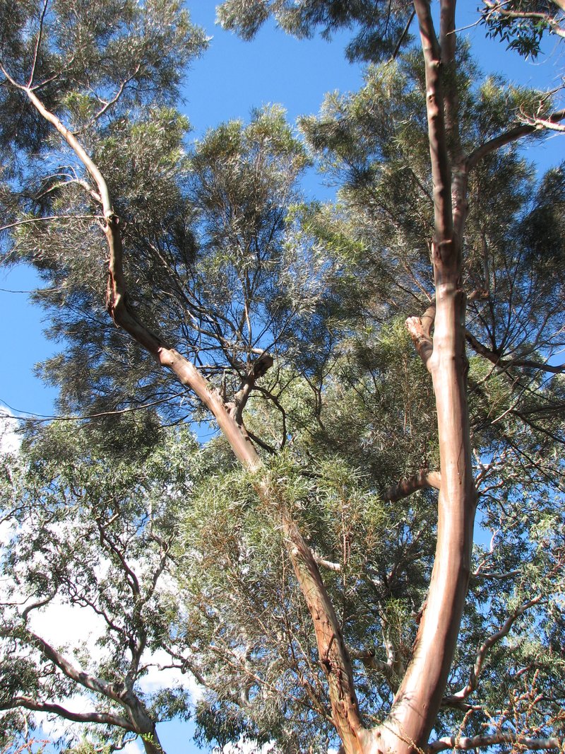 Eucalyptus