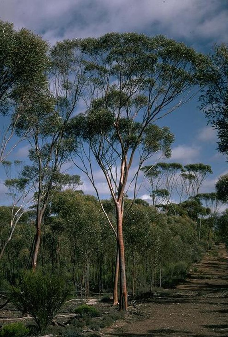 Eucalyptus steedmanii