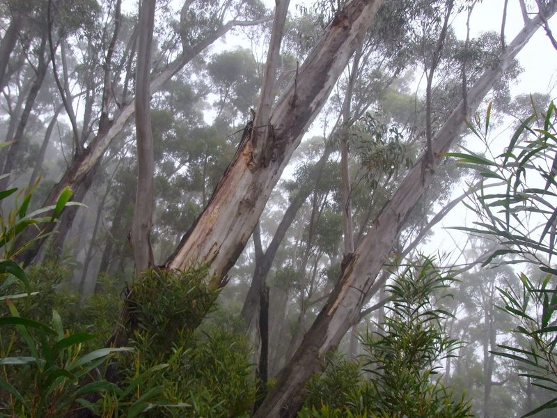 Eucalyptus stenostoma