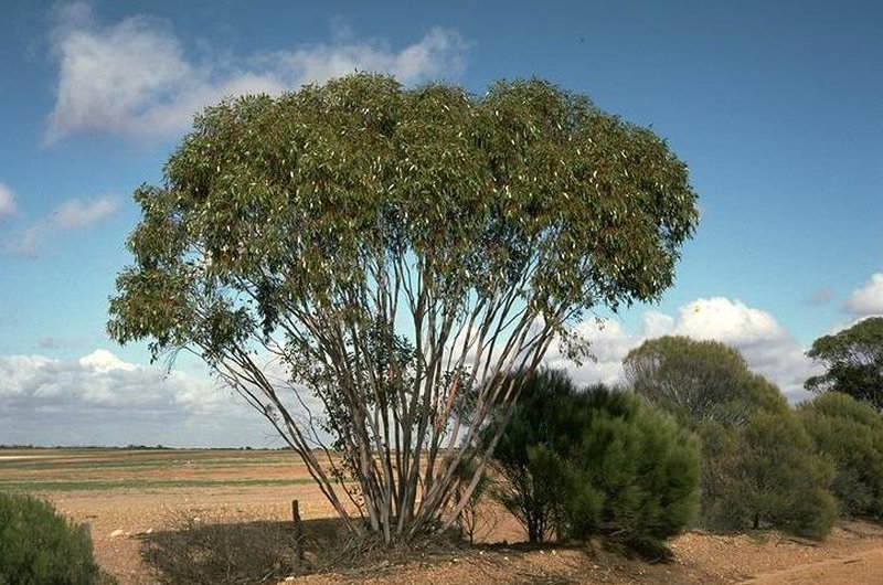 Eucalyptus stowardii
