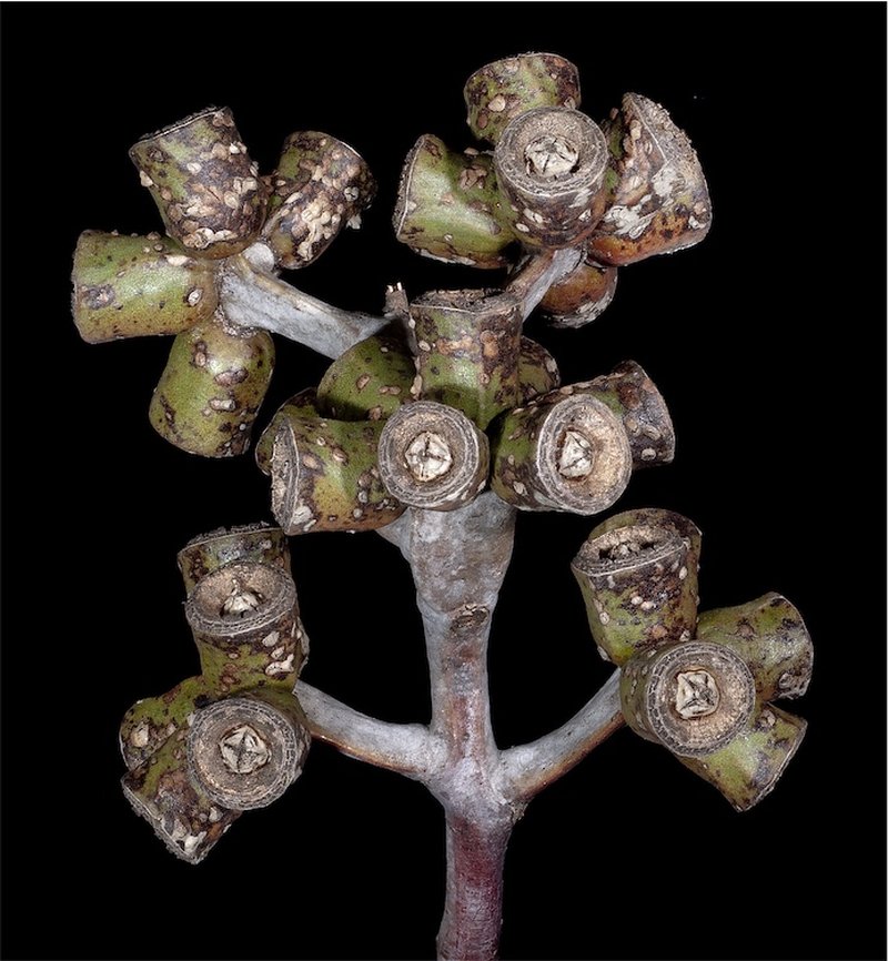 Eucalyptus stricklandii