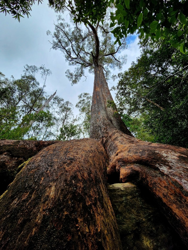 Eucalyptus tasmaniensis