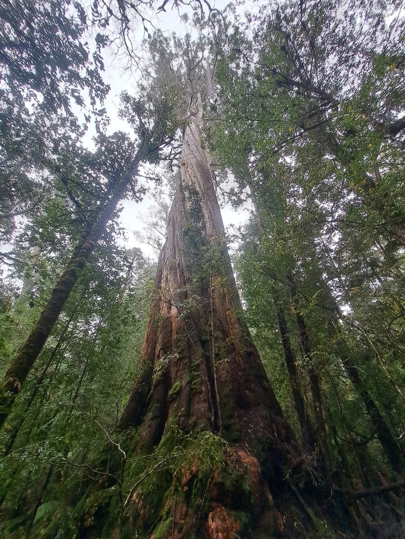Eucalyptus tasmaniensis photo 2