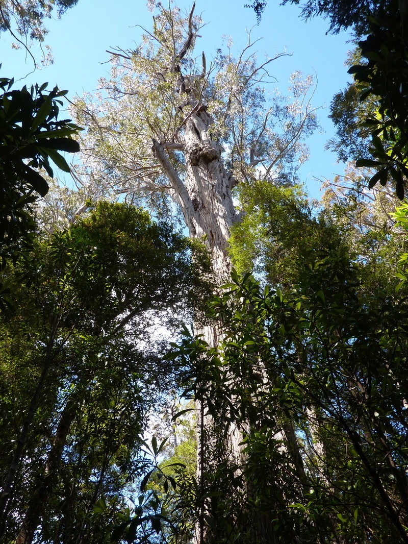 Eucalyptus tasmaniensis photo 3