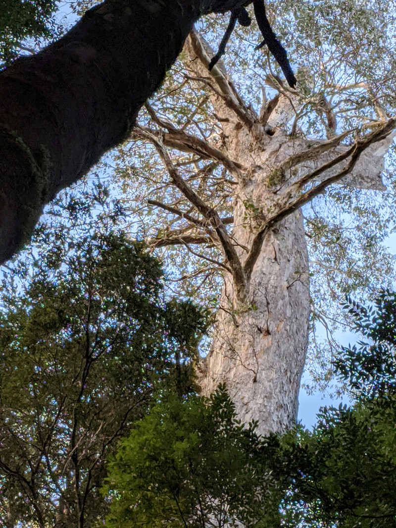 Eucalyptus tasmaniensis photo 4