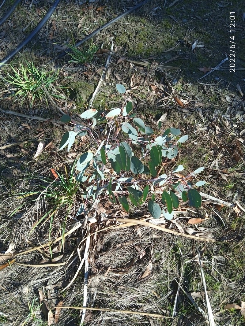 Eucalyptus tasmaniensis photo 5