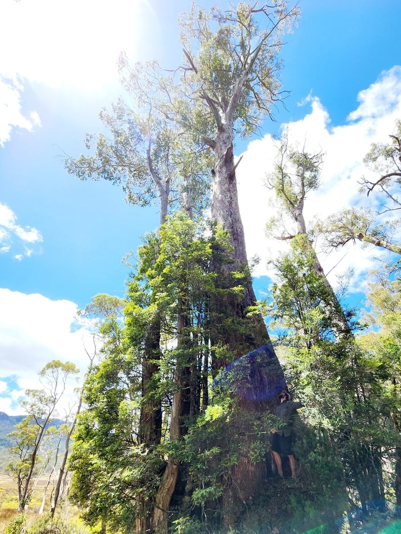 Eucalyptus tasmaniensis photo 6