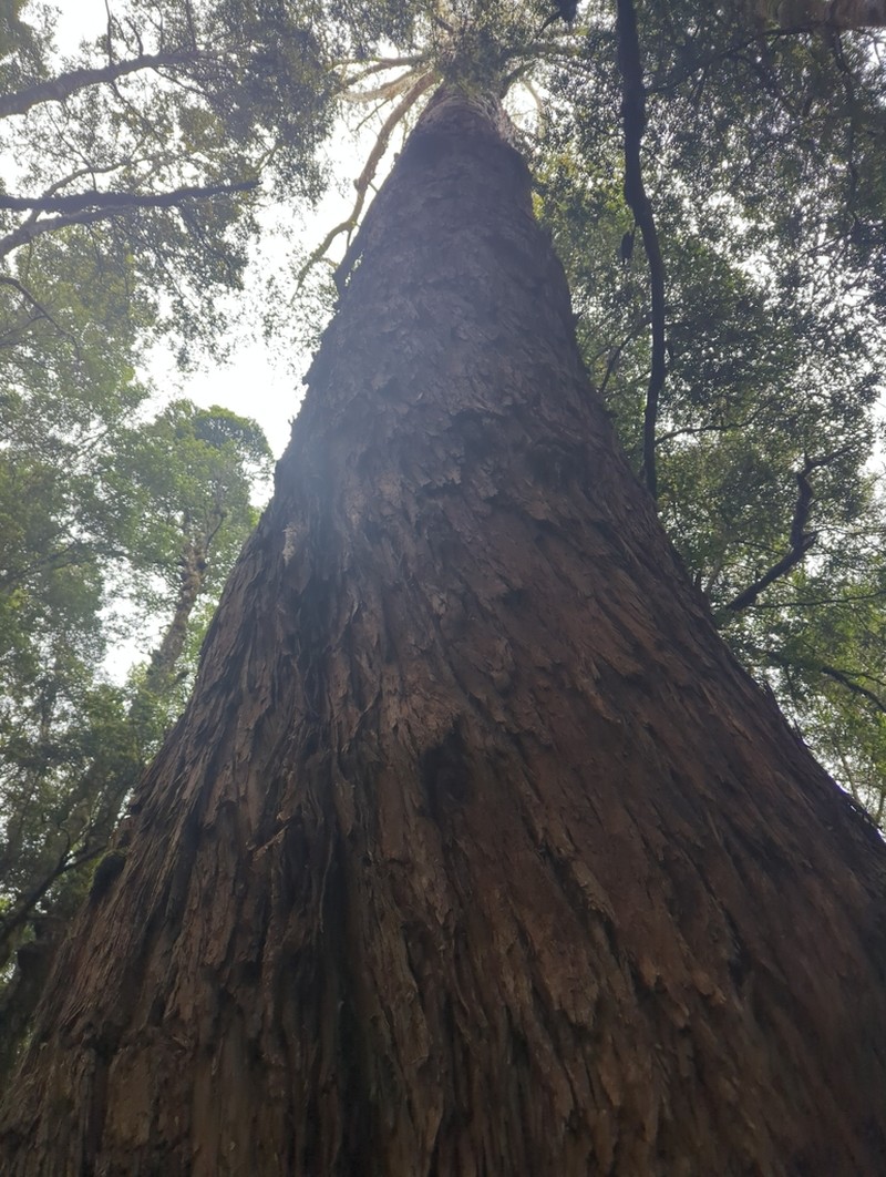 Eucalyptus tasmaniensis photo 7
