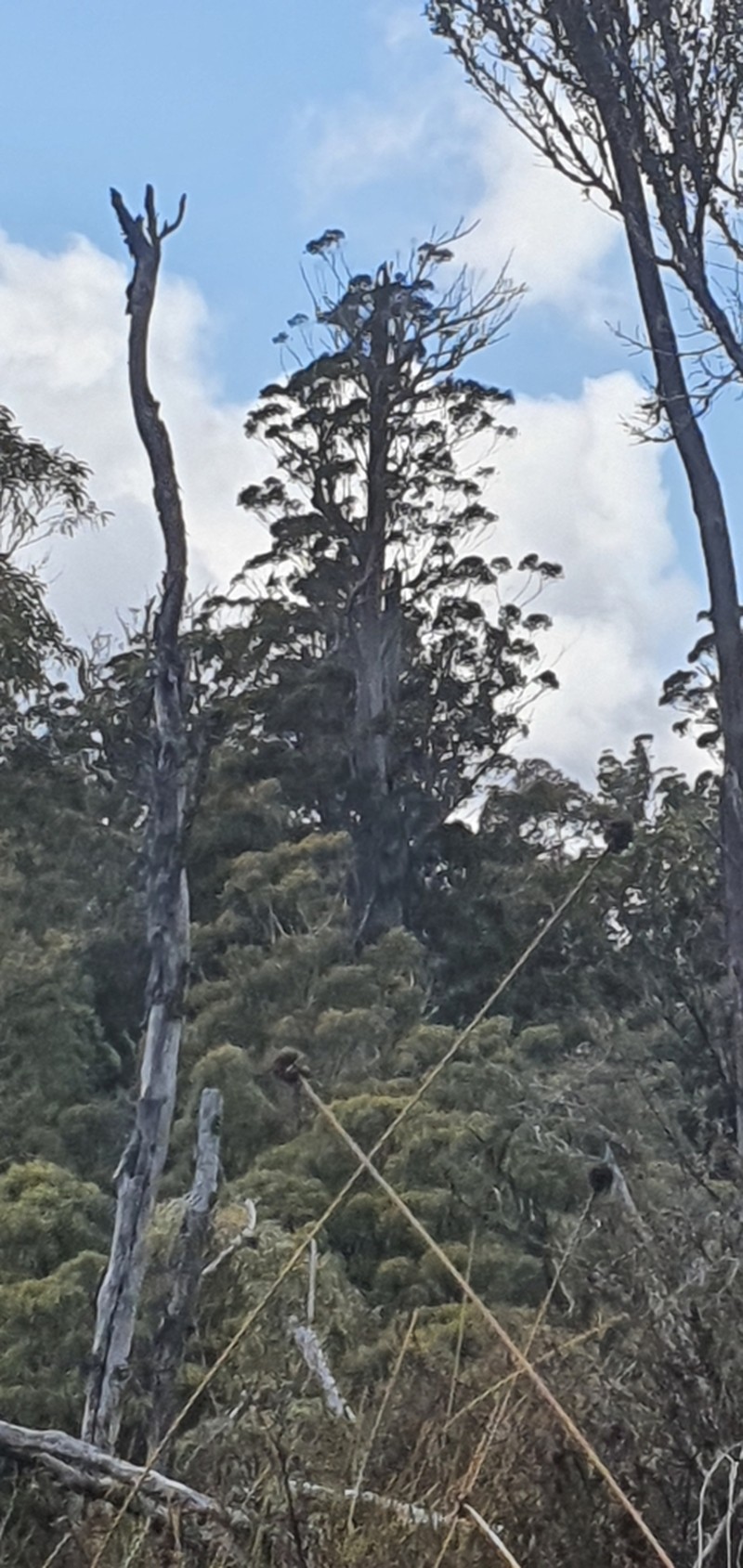 Eucalyptus tasmaniensis photo 8