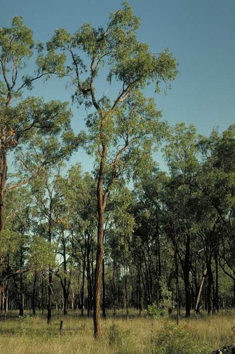 Eucalyptus tenuipes