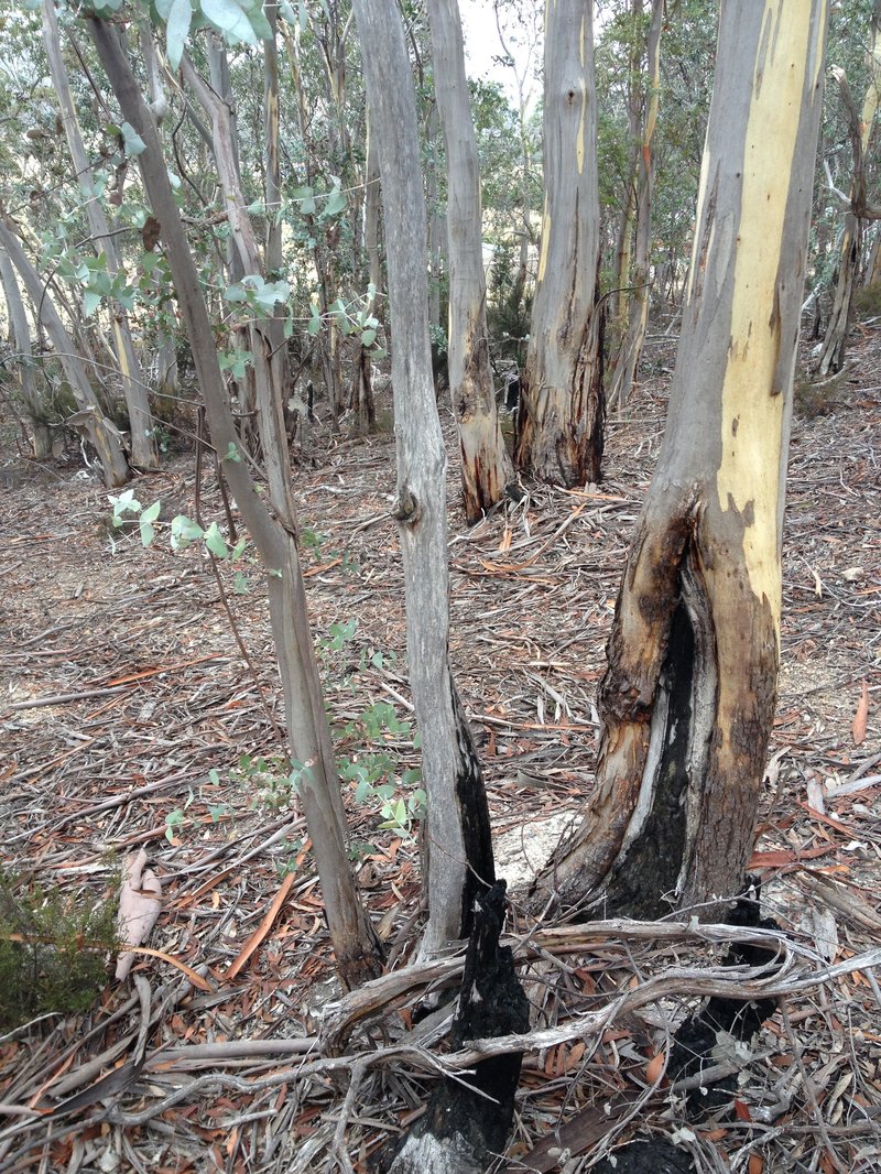 Eucalyptus tenuiramis
